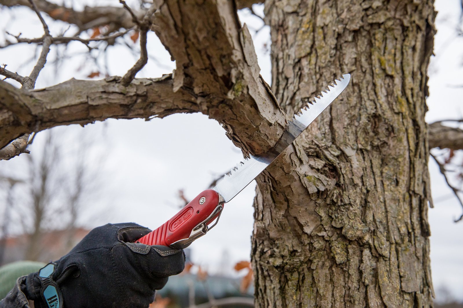 How Often Should I Prune My Trees?